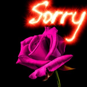 Purple rose i beg your pardon sorry