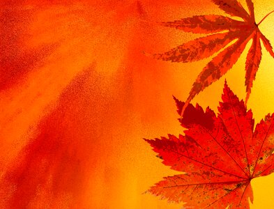Color golden autumn background image