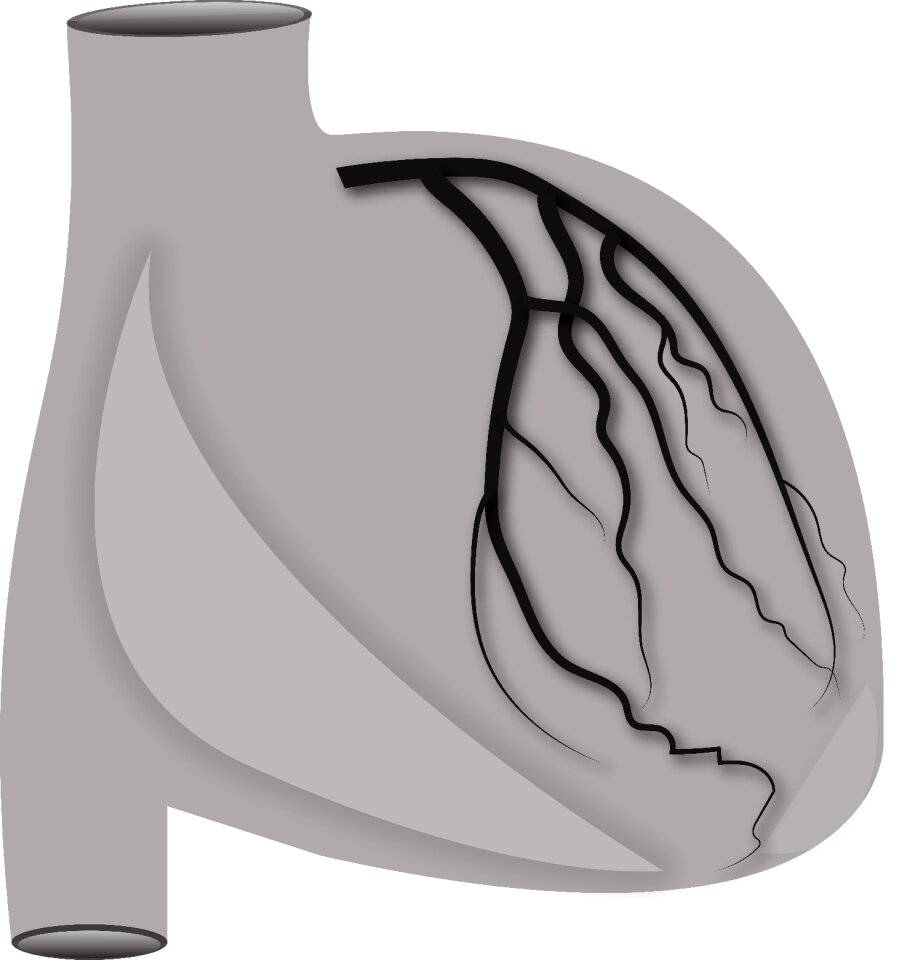 Anatomy gray heart Free illustrations