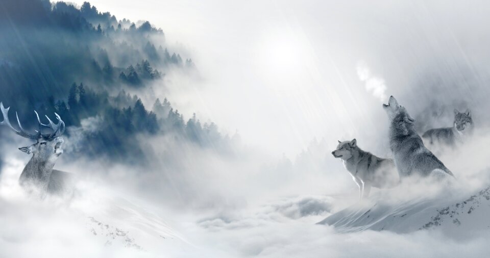Hunt predator hunter