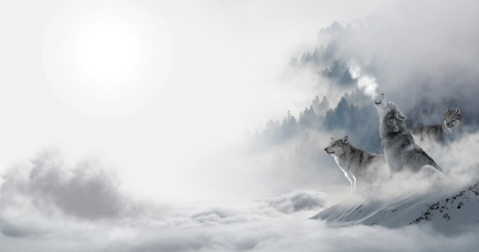 Landscape atmosphere animal world