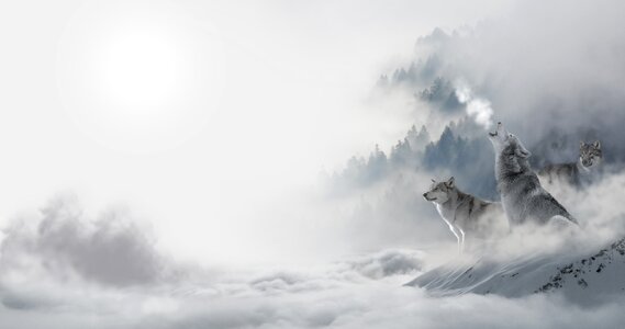 Landscape atmosphere animal world