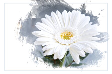 Bloom white white flower