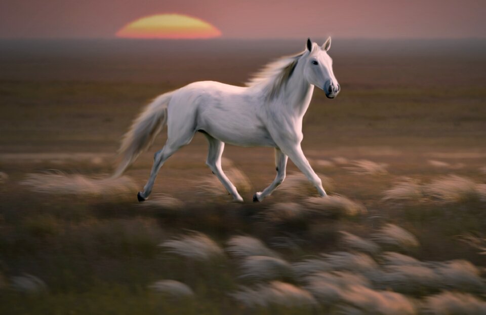 Horse freedom Free illustrations
