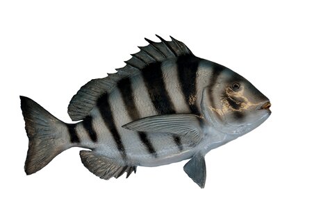 Scaled angler animal
