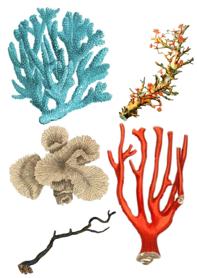 Plant blue red