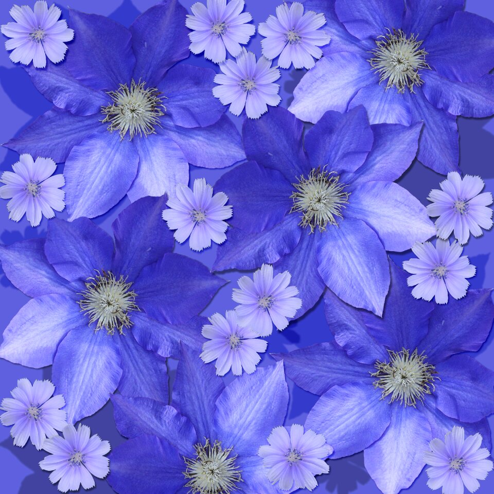 Chicory purple floral