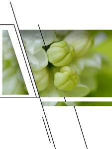 Plant bud pattern