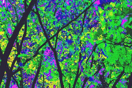 Trees green Free illustrations