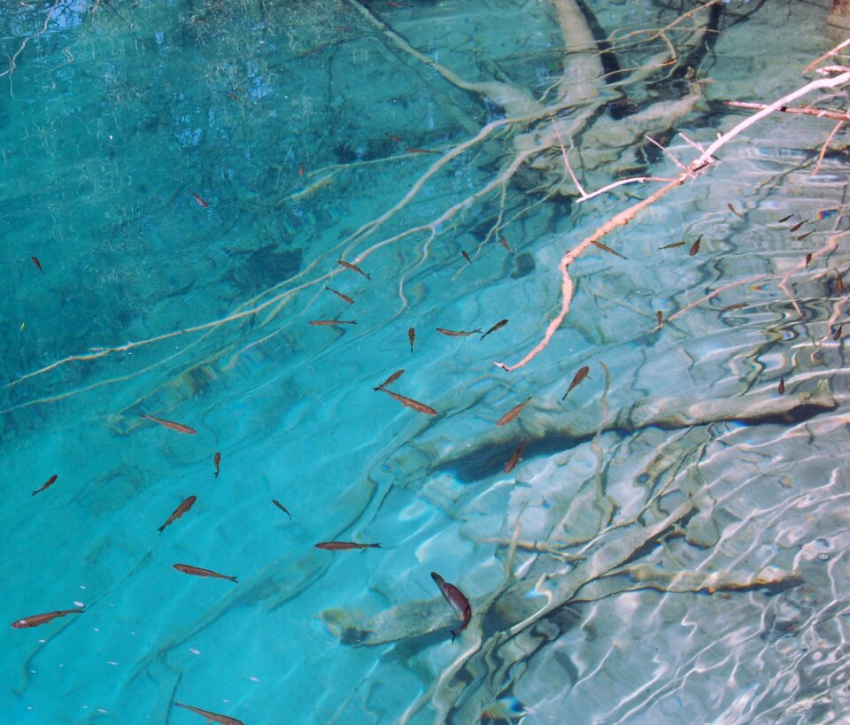 Nature under-water color