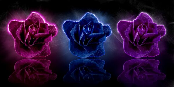 Bloom art map