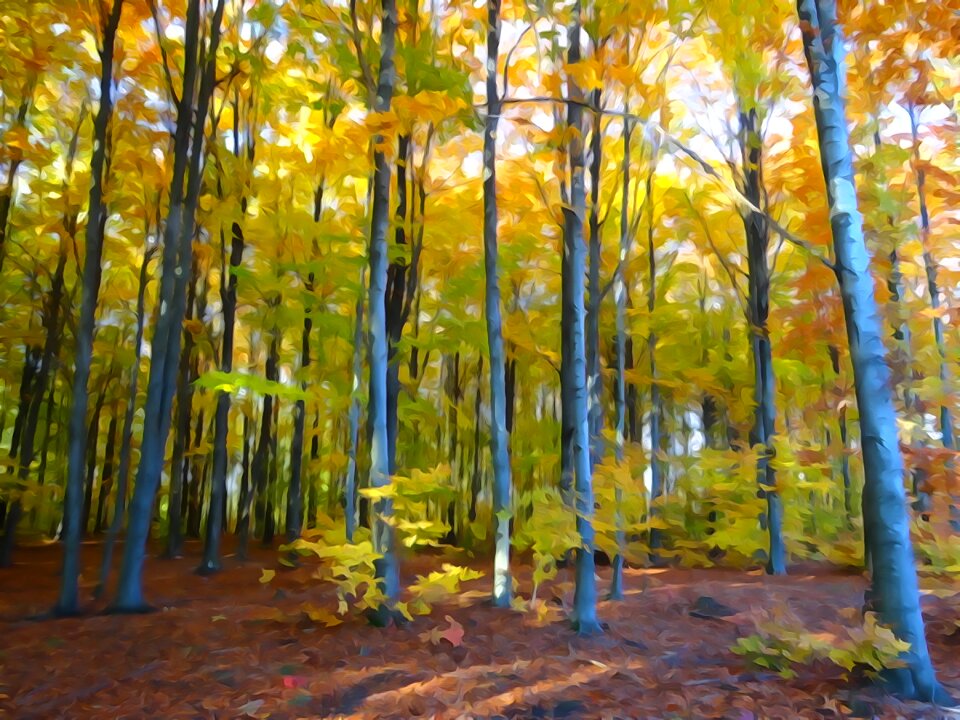 Autumn gold poland Free illustrations