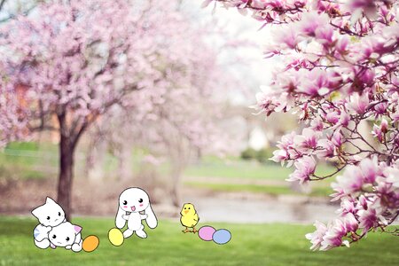Easter cherry blossoms spring