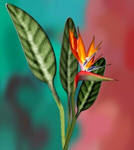 Plant flower Free illustrations