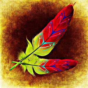 Plumage colorful Free illustrations