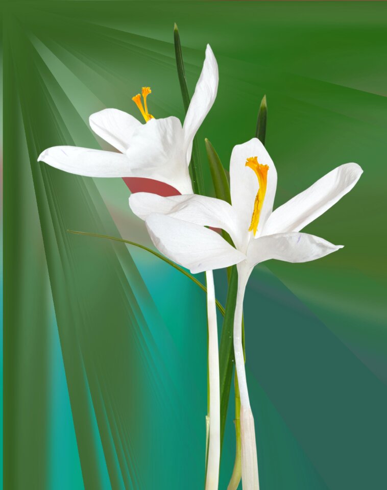 Filter vase Free illustrations