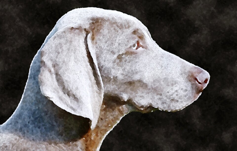 Watercolor weimaraner oekaki