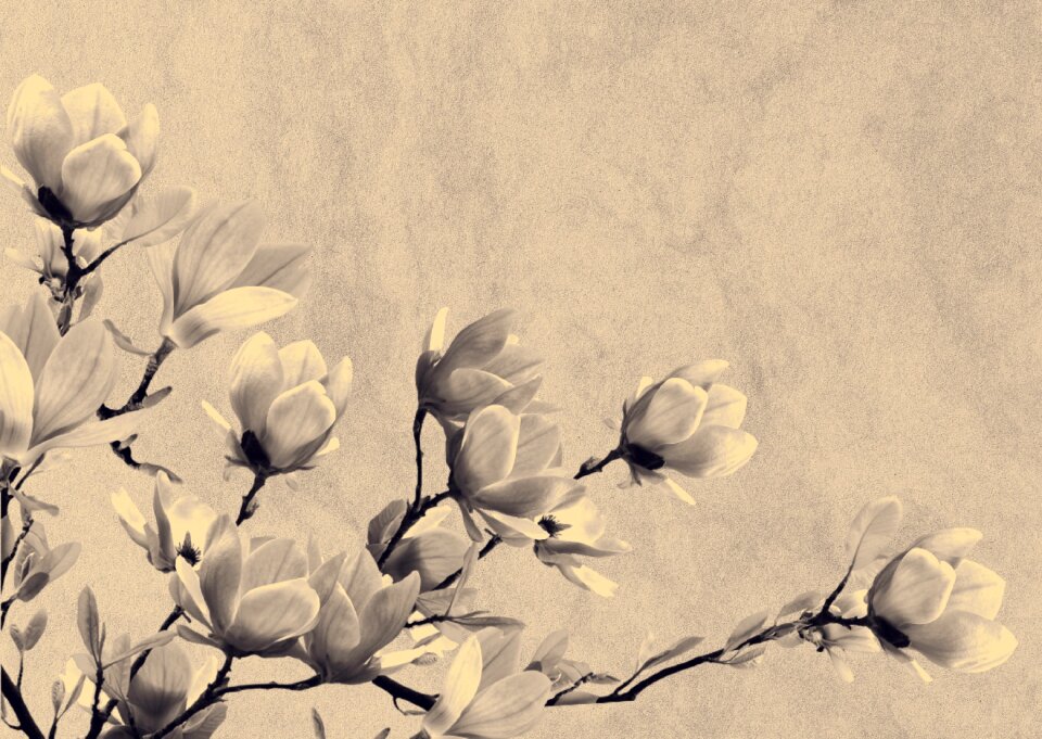 Flowers nostalgia mourning