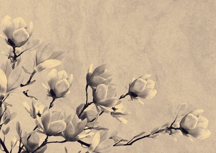 Flowers nostalgia mourning