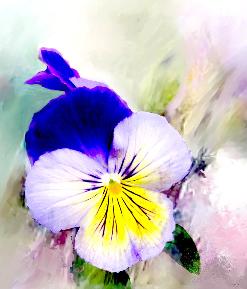 Purple white flower