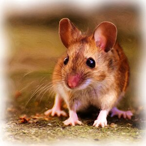 Mouse sweet cute