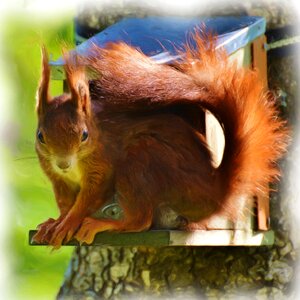 Squirrel bird feeder art