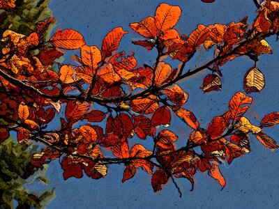 Autumn nature plant