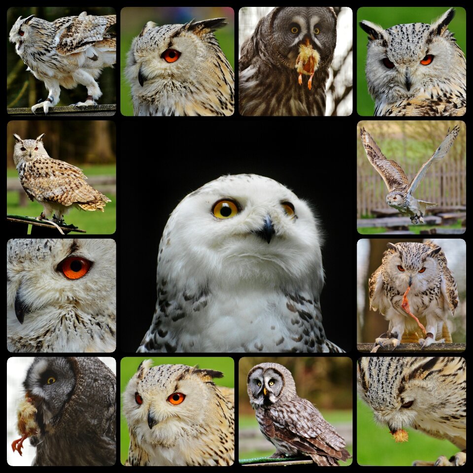 Bird feather eagle owl