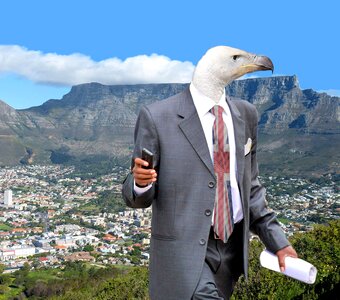 Africa head bird