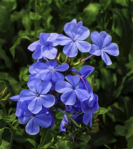 Flowering flora nature