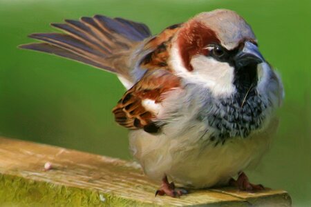 Sparrow sperling bird