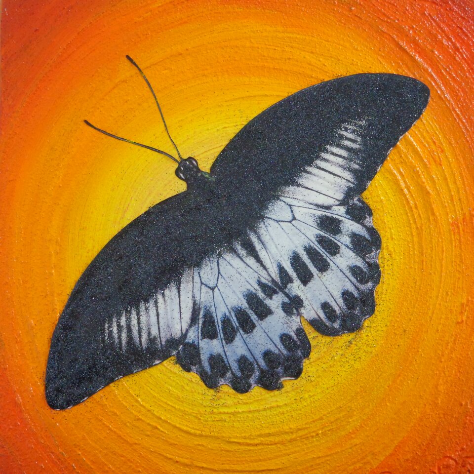Wing flying Free illustrations