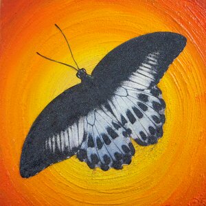 Wing flying Free illustrations