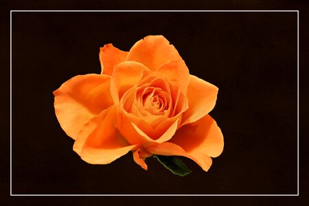 Blossom bloom rose blooms