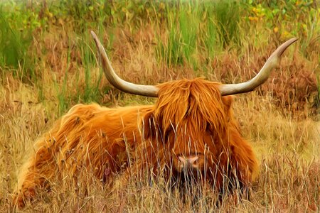 Beef long horn highland beef