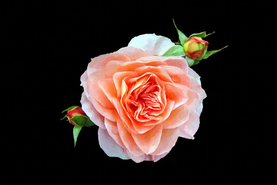 Rose still life art