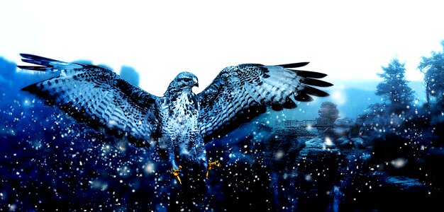 Frost bird cold