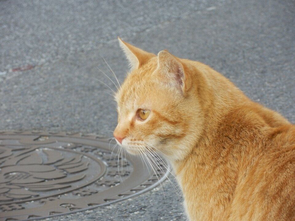 Orange the manhole the streets