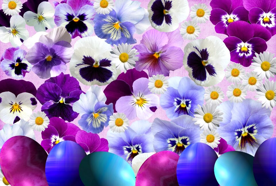 Season pansy nature