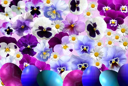 Season pansy nature