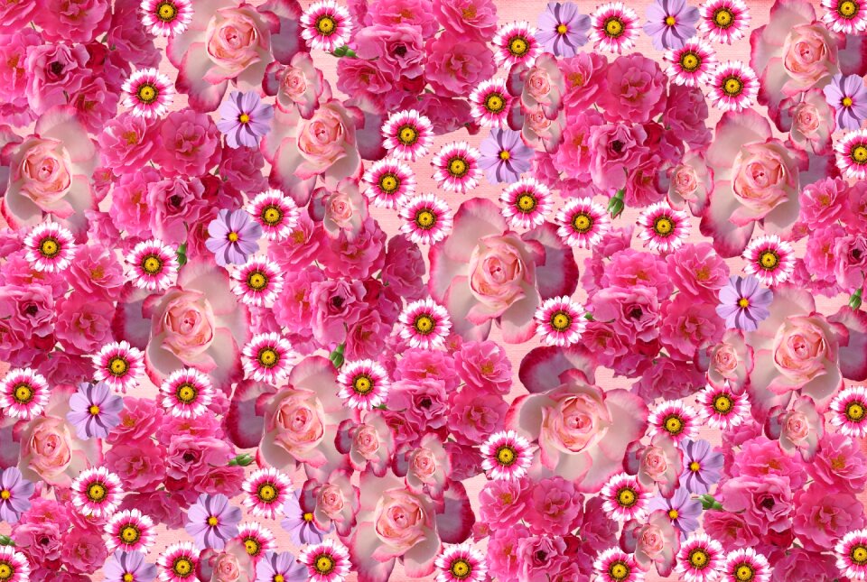 Nature pink rose love