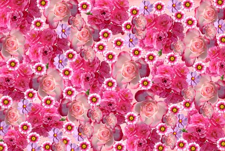 Nature pink rose love