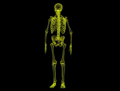 Skeleton medical body