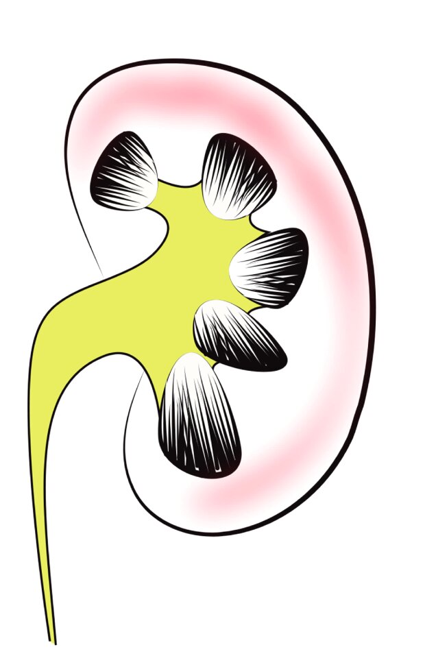 Medical medical illustration health