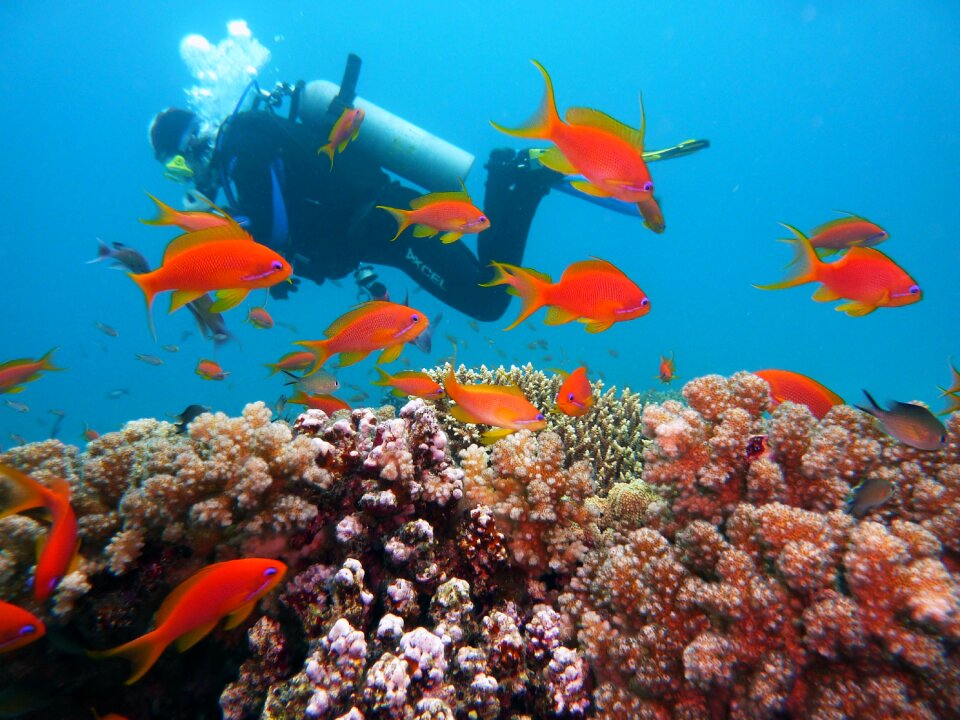 Divers underwater world fish