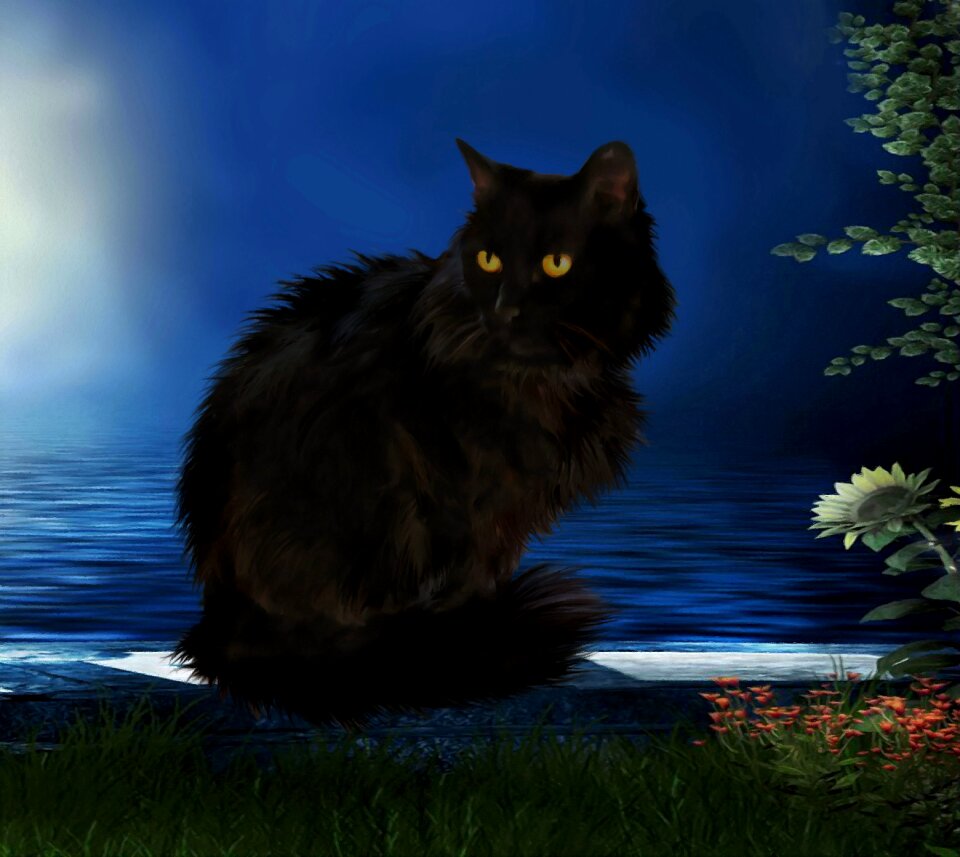 Black pet Free illustrations