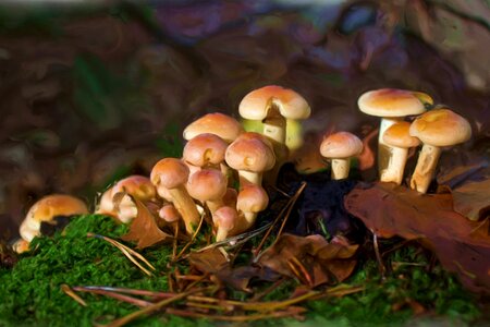 Mushrooms forest forest floor