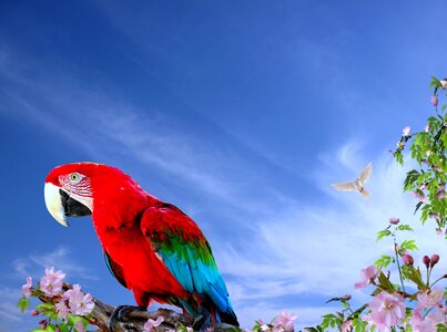 Nature tropical bird bird
