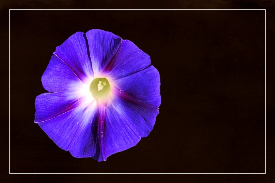Bloom plant blue