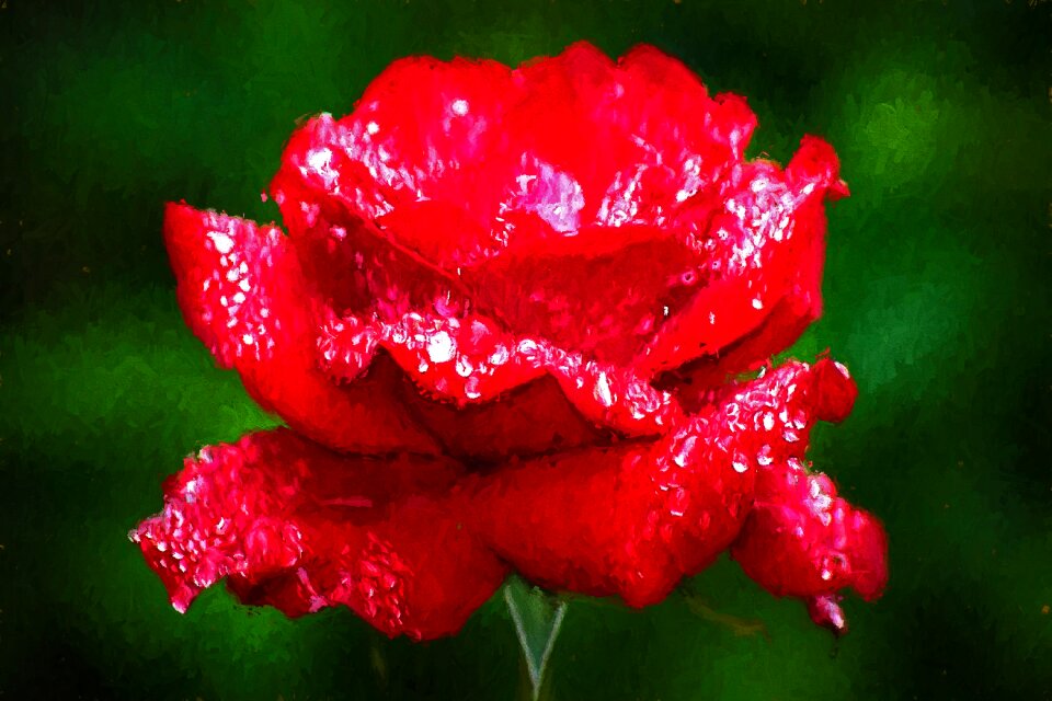Photopainting floral red
